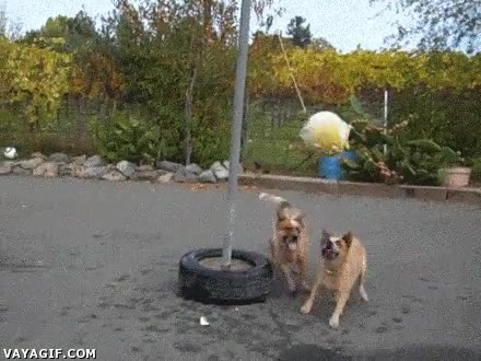 jugar,bola,pelota,perros