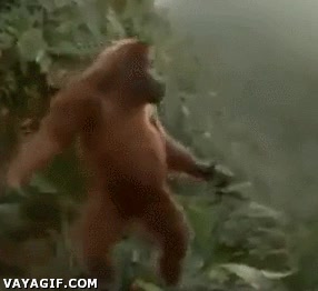 orangután,Baile,troll,suerte,movimiento