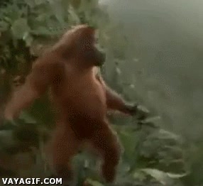 orangut&aacute;n,Baile,troll,suerte,movimiento
