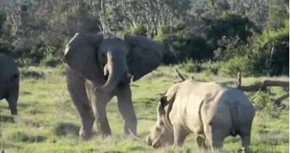 despistar,lanzar,palo,amenaza,rinoceronte,elefante