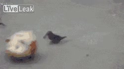 limosna,pedir,hucha,cerdito,cuervos