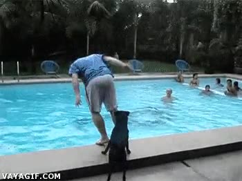 El mejor amigo del hombre perro,empujar,piscina,agua