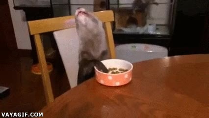 Cuando tu mejor amigo va a explicarte la historia de cómo se ligó a una guiri interesante,comida,comer,nutria