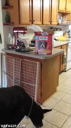 cacatua,perro,cereales,comida