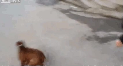 burbujas,pompas,perro,saltos,loco