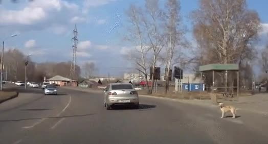 calle,cruzar,perro,tráfico