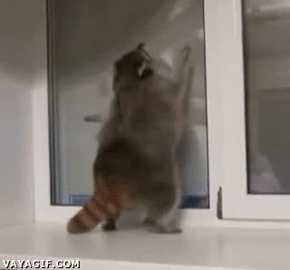 brianmayescool,queen rules,hermanos,saltar,mapache