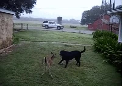 jugar,pelota,perro,ciervo