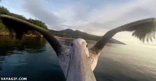 ¿Harto de las GoPRO? Seguro que ésta te sorprenderá gopro,camara,primera fila,pico,pelícano
