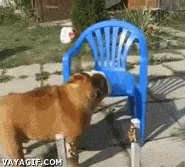 bulldog,perro,silla,sentarse,esfuerzo