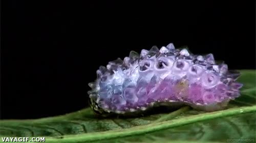 Maravillas de la naturaleza, no es un anillo andante, es la oruga diamante oruga,diamante,brilla,animales