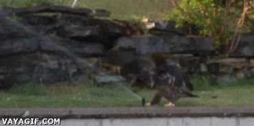 águila,niños,agua,aspersor