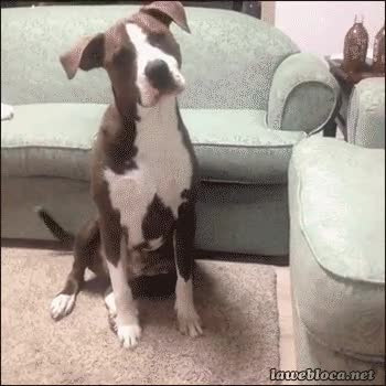 noooo,perro,amigo,movil,foto