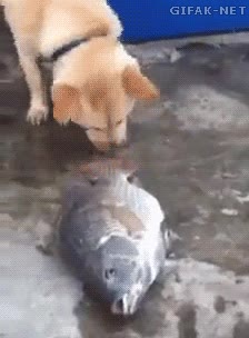 agua,pez,sentimental,pescado,salvar,perro