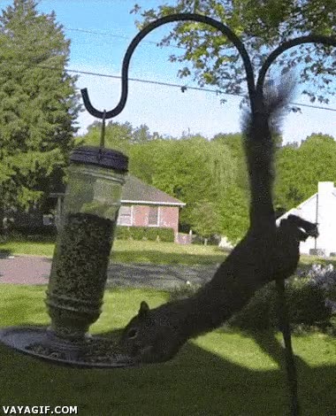 equilibrio,saltimbanqui,ardilla