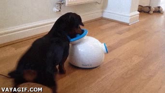 lanzapelotas,listo,inteligente,perro,salchicha