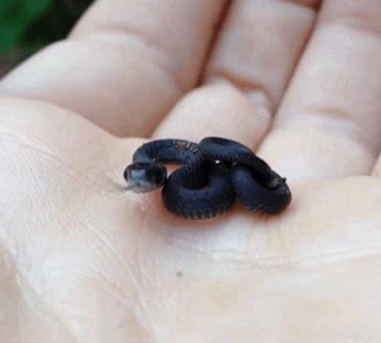 cuqui,serpiente,mini,pequeña