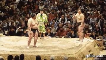 lucha,sumo,luchadores,barriga