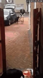 perro,bolsas,super,compra,ayudar