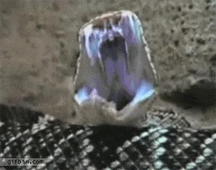 serpiente,v&iacute;bora,cascabel,culebra,bostezo