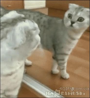 flipar,reflejo,espejo,gato