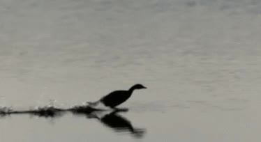 por encima,correr,caminar,agua,pato