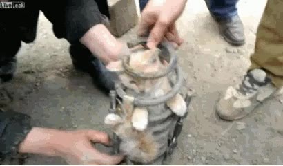 gato,muelle,suspensi&oacute;n,rescatar,coche