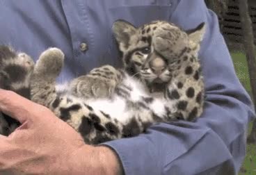 leopardo de las nieves,snow leopard,cachorro,peligro de extincion
