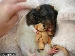 rata,mascota,acariciar,peluche,mu&ntilde;eco,una monada