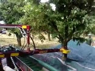 cerezas,sacudir,mover,tronco,caer,arbol,maquinaria agricola,tecnologia