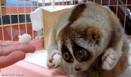 con miedo,no fiarse,desconfiado,slow loris