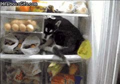 husky siberiano,nevera,hacerse un hueco,para estar fresquito,cachorro,perro