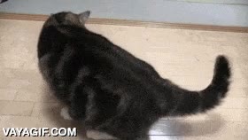 caber,caja,diminuta,peque&ntilde;a,meterse dentro,gato