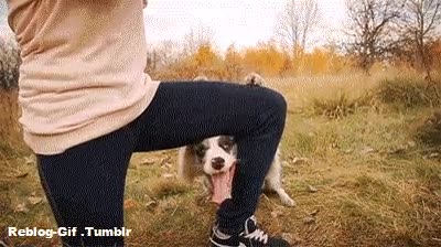 cucu,perro,asomarse,simpatico,gracioso