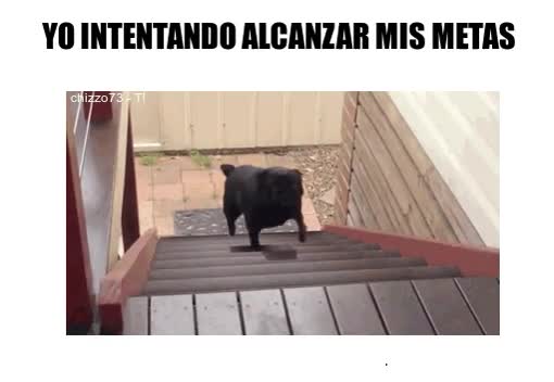 subir,perro,escalera mecanica,Metas,imposible,pug,carlino