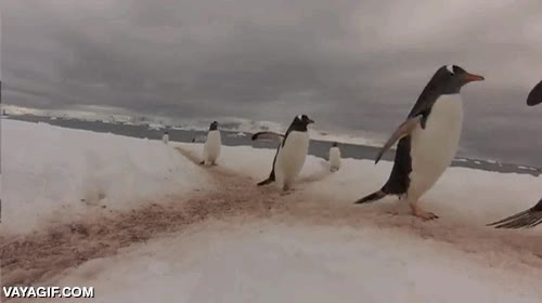 cruzar,pingüinos,prioridad,educación vial,cruces