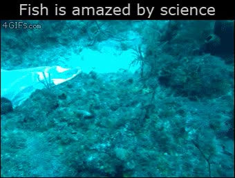 fondo marino,submarinista,fish amazed by science,pez,boca abierta