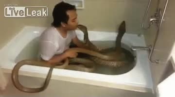 serpiente,besos,ba&ntilde;arse,ba&ntilde;o,besar,temerario,colgao
