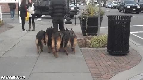 perros,pastor aleman,lider,manada,seguir,va bien protegido el colega