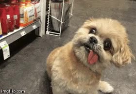 perro,lengua,hambriento,chuches,treats,recompensas