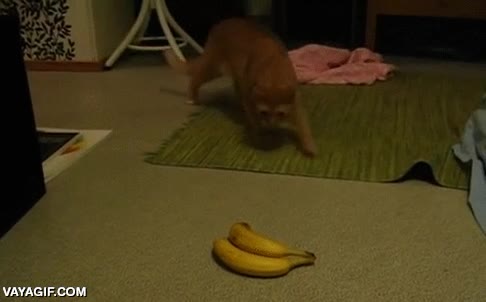 pl&aacute;tanos,bananas,gato,volverse loco,saltar,revolverse