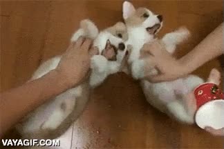 cachorros,rascar,barriga,caricias,perros,felices