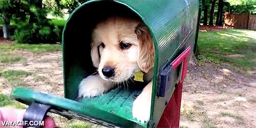 perrito,golden,cachorro,buzon,carta,adorabilidad maxima