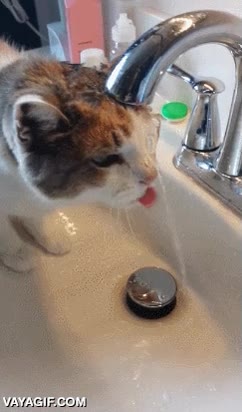 beber,agua,grifo,mojarse,mojar,cabeza,empaparse,deb&iacute;a tener mucha sed