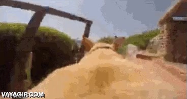 perro,correr,agua,como loco,gopro,encima,camara subjetiva