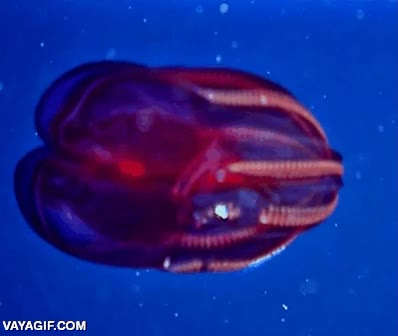 medusa,Bloodybelly Comb Jelly,roja,brillante