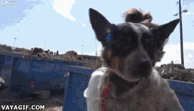 rescatar,adopcion,adopta,no compres,salvar,feliz,abandonado,perrito,perro