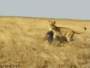 pumba,facoquero,leon,leona,el rey leon