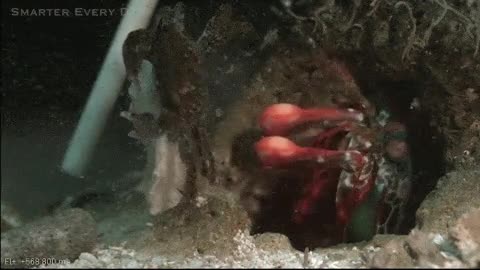 langosta,gamba mantis,cangrejo,pu&ntilde;etazo,golpe,echar