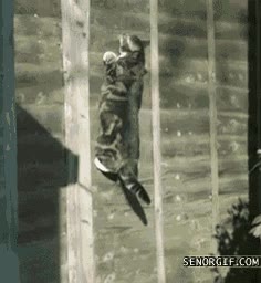 trepar,escalar,saltar,muro,gato